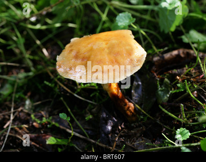 Greville o Larice Bolete fungo Suillus grevillei, Boletaceae Foto Stock