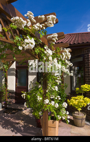 Pergola con il bianco rambling rosa, Rambling Rector, crescendo in pentola, Inghilterra Foto Stock