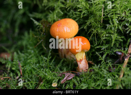 Giovani Greville o Larice Bolete fungo Suillus grevillei, Boletaceae Foto Stock