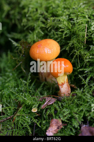 Giovani Greville o Larice Bolete fungo Suillus grevillei, Boletaceae Foto Stock