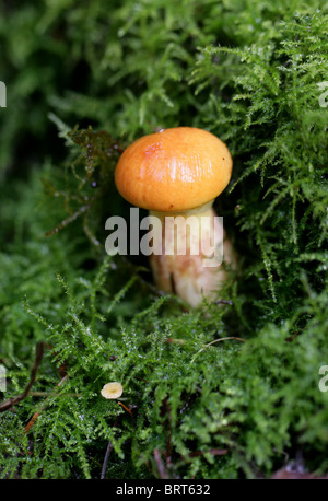 Giovani Greville o Larice Bolete fungo Suillus grevillei, Boletaceae Foto Stock