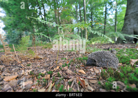 Western European riccio (Erinaceus europaeus) giovani camminando in legno per trovare il cibo in autunno Foto Stock