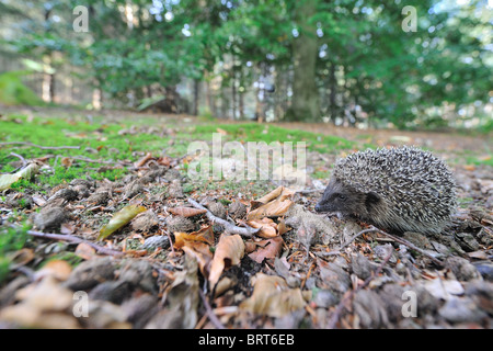 Western European riccio (Erinaceus europaeus) giovani camminando in legno per trovare il cibo in autunno Foto Stock