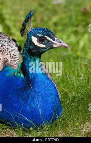 Close-up di un blu pacock. Foto Stock