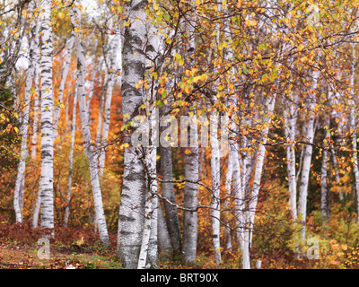 Rientrano la natura paesaggio di betulla con colorate foglie di giallo in una foresta. Arrowhead Parco Provinciale, Ontario, Canada. Foto Stock
