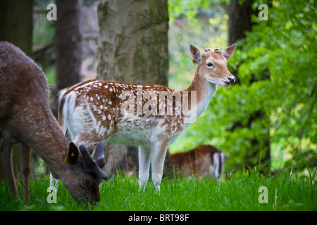 Cervi nel Phoenix Park di Dublino. Foto Stock