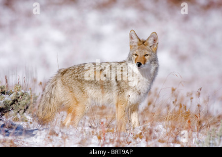 Coyote cercando per alimenti Foto Stock