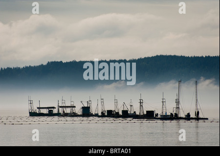 Commerciale di salmone Reefnet barche da pesca off Lummi Island, Washington, nel nord-ovest del Pacifico. Foto Stock