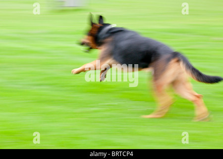 Pastore Tedesco mongrel saltare attraverso un prato Foto Stock