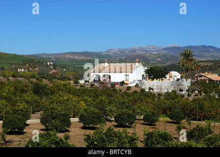 Paese finca e orange grove, vicino a Alora, provincia di Malaga, Andalusia, Spagna, Europa occidentale. Foto Stock