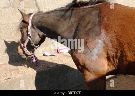 Le operazioni di taglio o tranciatura di un cavallo. Un cuore motivo sagomato è stato tagliato i capelli in Foto Stock