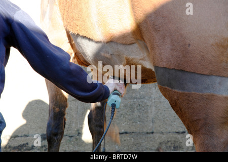 Le operazioni di taglio o tranciatura di un cavallo. Un cuore motivo sagomato è stato tagliato i capelli in Foto Stock