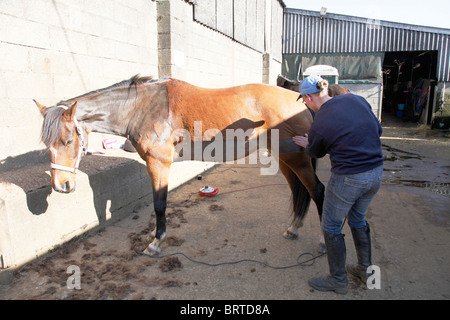 Le operazioni di taglio o tranciatura di un cavallo. Un cuore motivo sagomato è stato tagliato i capelli in Foto Stock