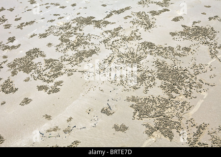 Fori di granchio sono visti di sabbia su una spiaggia in Borneo, Malaysia Foto Stock