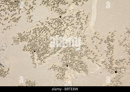 Fori di granchio sono visti di sabbia su una spiaggia in Borneo, Malaysia Foto Stock