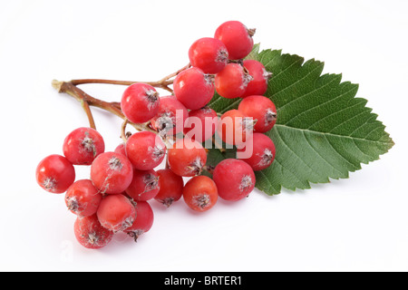 Cluster di rowan bacche su uno sfondo bianco. Foto Stock