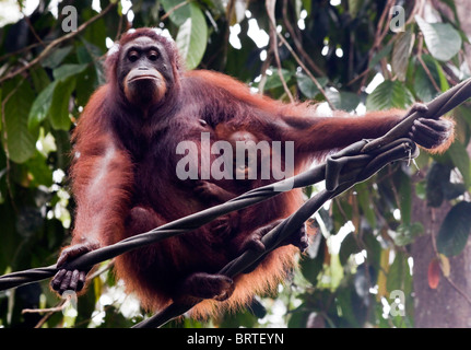 Orangutan sono visti in Sepilok il centro di riabilitazione a Sabah, Borneo in Malaysia Foto Stock