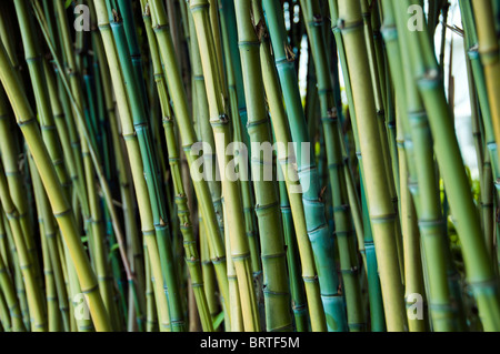 Dettaglio di alberi di bambù crescenti Foto Stock