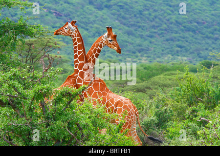 La lotta di due giraffe. L'Africa. Kenya. Samburu national park. Foto Stock