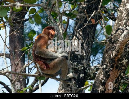 Un elemento a proboscide la scimmia è visto nel Bako National Park in Borneo, Malaysia Foto Stock