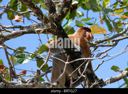 Un elemento a proboscide la scimmia è visto nel Bako National Park in Borneo, Malaysia Foto Stock