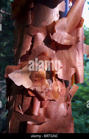 Un closup la unicità della corteccia esfoliante ed il tronco di un acer griseum, noto anche come paperbark acero Foto Stock