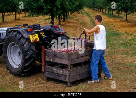 Un uomo francese agricoltore, lavoratore, lavorando, raccolta di prugne, raccolto di prugne, Prugna frutteto, prugna, prugne, frutteto, Saint-Nexans, Dordogne, Aquitaine, Francia Foto Stock