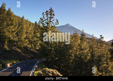 Isole Canarie, Tenerife, Parque Nacional del Teide (Parco Nazionale del Teide), sito UNESCO, Mt. Il Teide e canarino Pineta Foto Stock