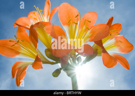 Clivia miniata o il giglio Kaffir in fiore e back lit contro il sole Foto Stock