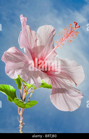 Hibiscus rosa-sinensis fiore stagliano contro il sole e cielo blu Foto Stock