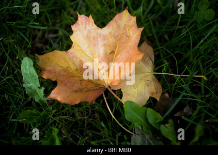 Un autunno Foglia di acero. Foto Stock