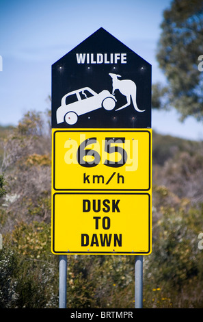 Auto contro il canguro in un driver di segno di avvertimento in Australia Foto Stock
