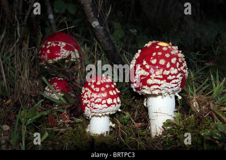 Fly Agaric fungo Foto Stock