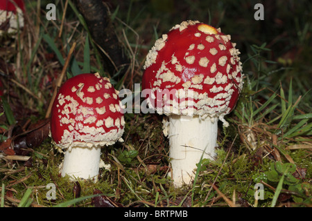 Fly Agaric fungo Foto Stock