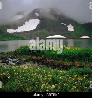 I prati alpini sulla riva di un lago di montagna. La Cresta Ivanovskiy. Montagne di Altai, Kazakistan orientale Foto Stock