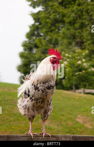 Free range del Gallo sorge sulla recinzione in campagna inglese Foto Stock