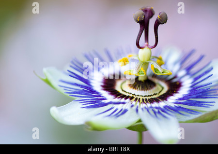 Un close-up immagine di un unico viola Passiflora caerulea - fiore della passione, immagine presa contro uno sfondo semplice. Foto Stock