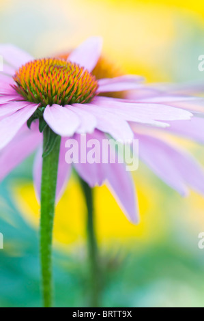 Close-up, immagine ritratto di una singola rosa Echinacea purpurea fiore noto anche come un viola Coneflower. Foto Stock