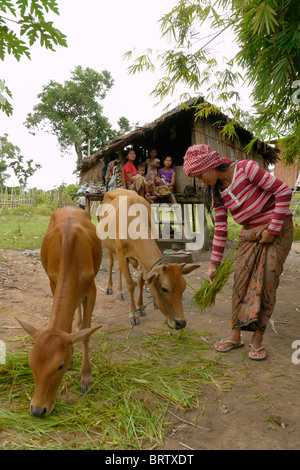 Cambogia Lib Kham (23) con le sue due mucche. Ella è un beneficiario di un DPA zootecnia progetto Ban Bung village Foto Stock