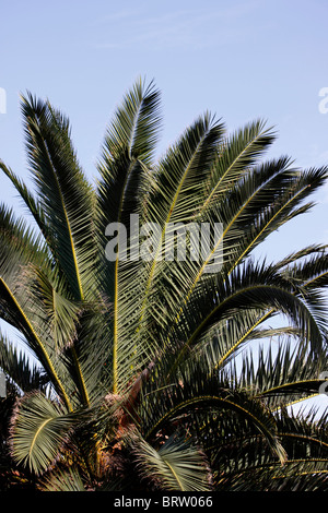 PHOENIX CANARIENSIS fronde di palma contro un luminoso Cielo di estate blu. Foto Stock