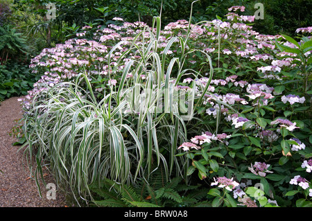 English country garden con un bordo di graminacee e ortensie Foto Stock