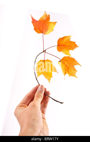 Ramoscello con colorate Foglie di autunno tenuto a mano isolato su bianco Foto Stock