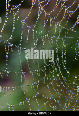 SPIDER WEB DI RUGIADA IN GARDEN REGNO UNITO Foto Stock