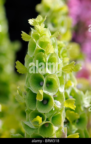 Moluccella laevis campane-di-Irlanda campane di Irlanda a fioritura estiva fioritura annuale blossom calice verde fiore bianco Foto Stock