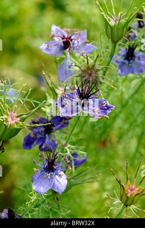 Nigella hispanica papillosa amore-in-un-nebbia di fiori di finocchio fiore blu fiore hardy annuale impianto di biancheria da letto Foto Stock