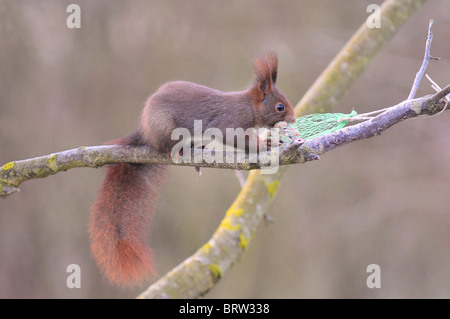 Red scoiattolo (Sciurus vulgaris) mangiare alimenti per uccelli Foto Stock