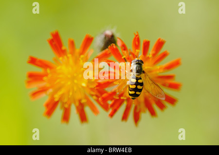 Hoverfly (Xanthogramma pedissequum) su un arancio Hawkweed Millefiori Foto Stock