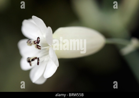 Silene uniflora Druitt variegato del fiore bianco bloom blossom sea cliff impianto Foto Stock