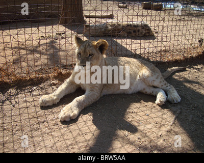 Baby Lion cub stabilite Foto Stock
