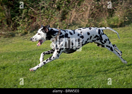 Avvistato in bianco e nero Dalmata in esecuzione Waterloo canili REGNO UNITO Foto Stock